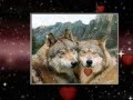 Волк и волчица 