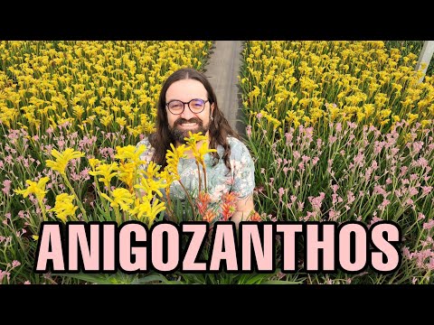 , title : 'Conheça o ANIGOZANTHOS - uma PLANTA ornamental  de sol fácil de cultivar no JARDIM - Pata de Canguru'