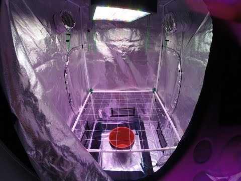 DWC Flowering room setup