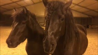 Two Aegidienberger stallions come when you call -showisi.com