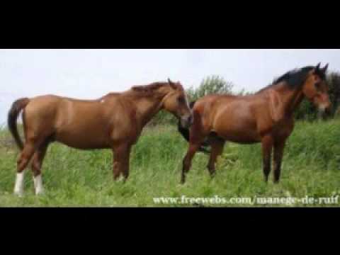 pony's op manege de ruif