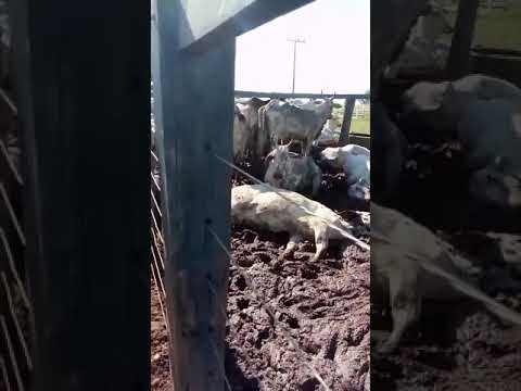 76 vacas morrem eletrocutadas no leilão de Bom Jesus do Tocantins noEstado do Tocantins.