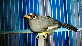 Download lagu Poksai Mandarin Gacor & Suara Air terapi Burung Stress, pancingan Ampuh 100% mp3