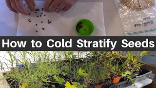 How to Cold Moist Stratify Seeds