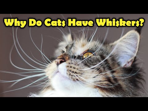 Why do cats have Whiskers? - Cute Facts about Cats!