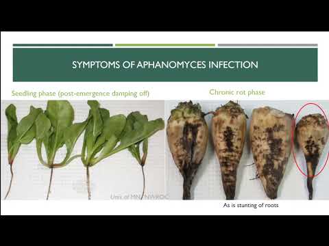 Sugarbeet Research Reporting Session - January 10, 2023 - Session #2