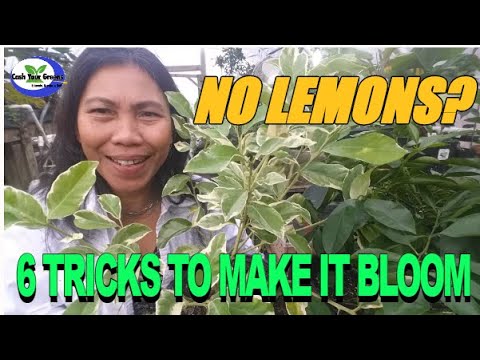 image-What to do with lemons after picking?