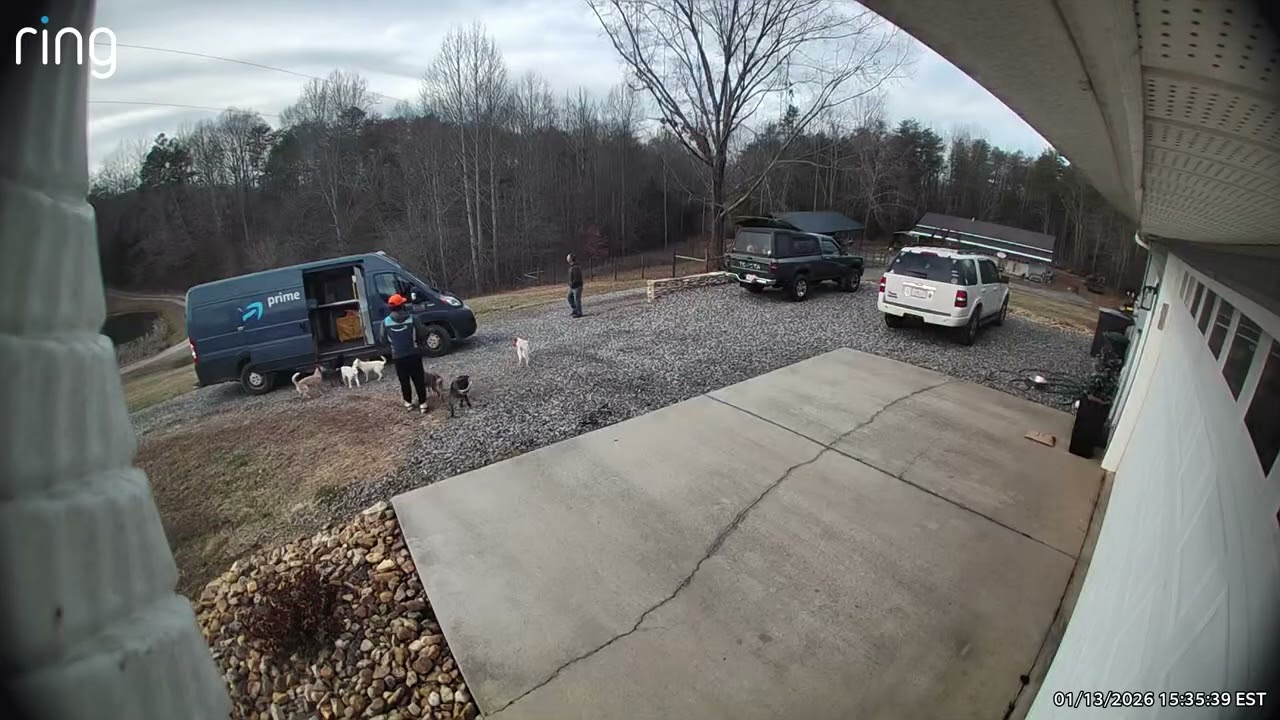 Pack of Cattle Dogs Excited to See Delivery Guy || ViralHog
