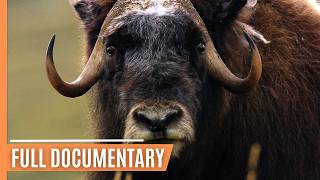 From Deserts to Tundra: The Incredible Journey of Mutton | Full Documentary
