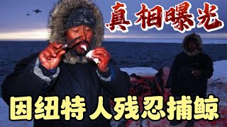 因纽特人残忍捕鲸，背后真相大曝光！现代因纽特人生活的变化！