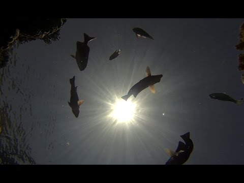 DYNAMIC FISH / HOUSE REEF GRAND ROTANA