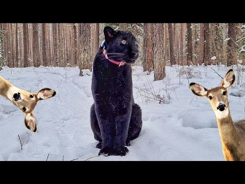 Real roe deer came to visit Luna the panther 🦌🐆(ENG SUB)
