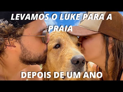 Como é levar um golden retriever para a praia!!