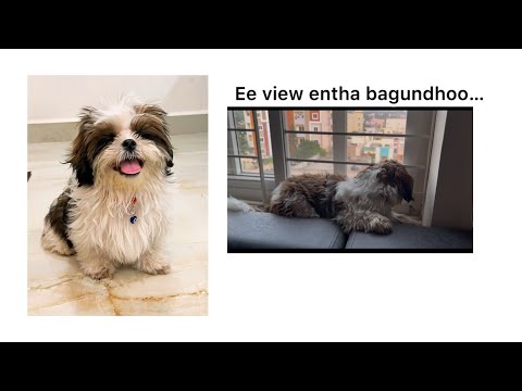 Sheero gaadi favourite place #shihtzu #shihtzupuppies #hyderabadshihtzu #ruthikamony #sheero