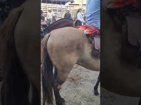 Cabalgata de Ginebra, Marzo 25 del 2023 🤠🤠