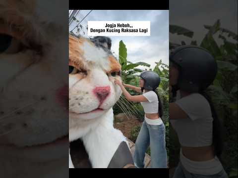 Ada Kucing Raksasa Lagi Di Jogja #shorts #cat #kucing #animals #funny #pets #kitten #cute