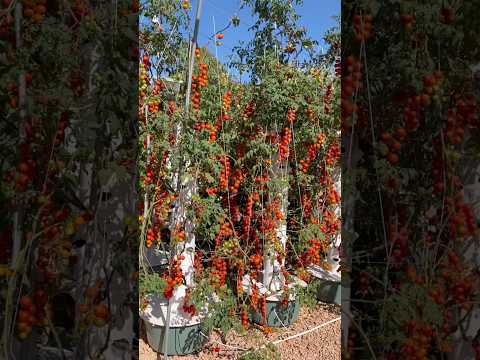 72 days of growth of 36 tomato plants on 4 aeroponic towers #tomato #farming #agriculture #gardening
