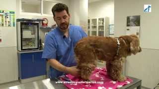 preview picture of video 'Cómo cortar las uñas de tu perro. CENTRO VETERINARIO ATLÁNTICO. CARTAYA (Huelva)'