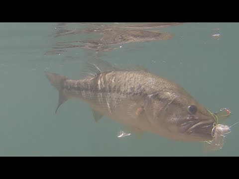 Strike King Spinnerbait Large Mouth Bass Fishing