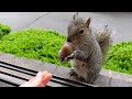 Amazing how this squirrel asks for a different nut