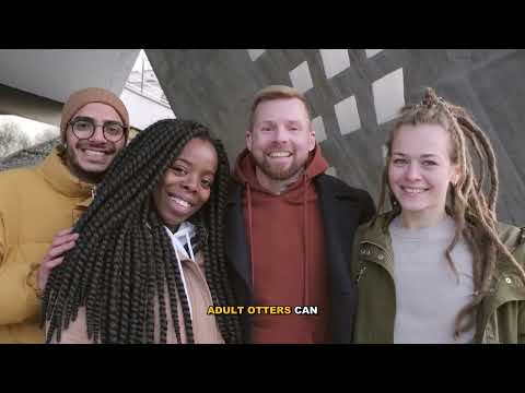 Everything You Need to Know About Otter Survival Mechanisms