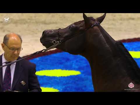 N 142 SQ AL NATO   Dubai Arabian Horse Show 2020   Stallions 4 6 Years Old Class 12