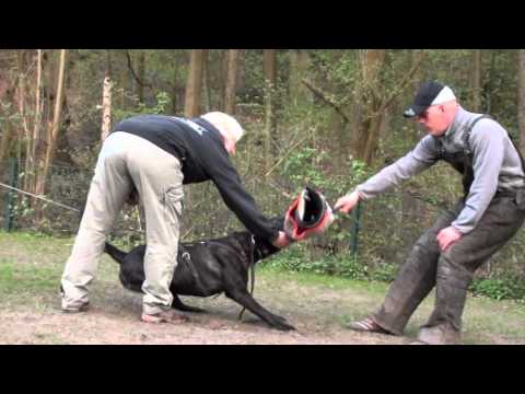 SD 09.04.2011 Stiepel.wmv