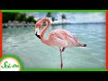 Why Do Flamingos Stand on One Leg?