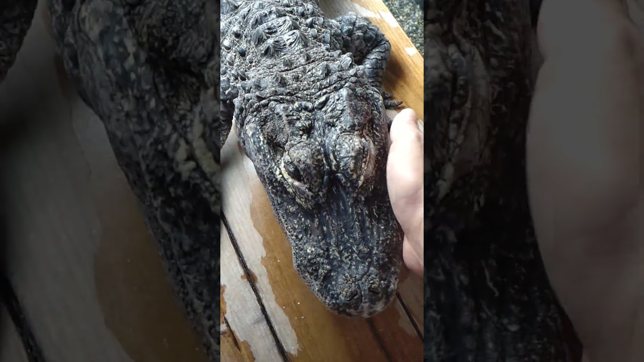 先週怒られたのをまだ根に持ってるのか直ぐに隠れる天天🐊
