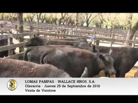 29-09-16 - Venta de Vientres - Lomas Pampas - Olavarria