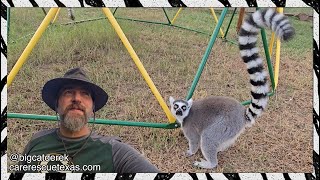 Lemur Alarm | WATC 989