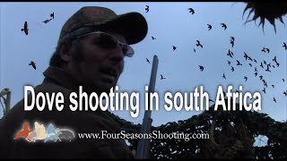 South Africa Dove Hunting,  Africa Pigeon shooting £175 per day March to October 2018