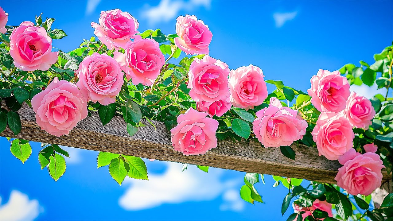 Gentle Healing Piano Music for Mind & Soul | Emotional and Spiritual Wellness with Blooming Flowers💙