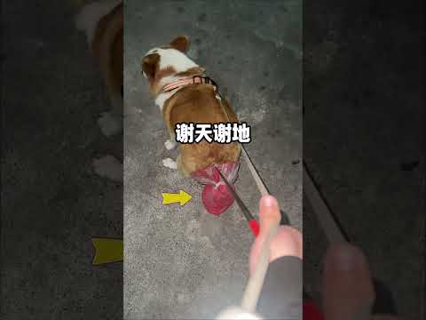 等等我！！！ #文明遛狗 #文明养狗 #萌宠出道计划 #养狗好物 #遛狗神器