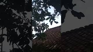 Download lagu Buah Alpukat yang terlalu lebat #shorts #short #alpukat mp3