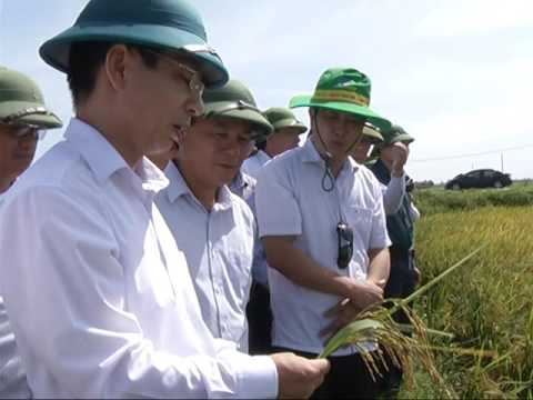 Lãnh đạo tỉnh thăm cánh đồng lúa Toản Xuân