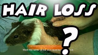 Guinea pig Hair Loss - How to identify and treat fungal and mite mange