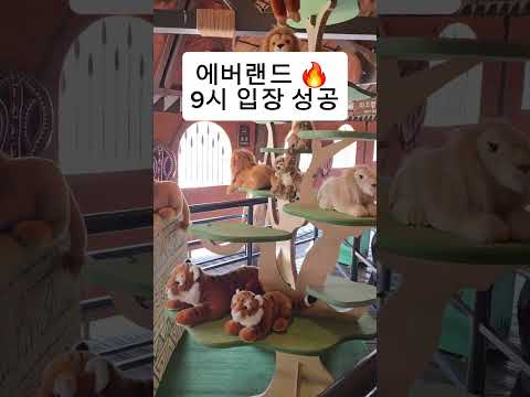 에버랜드 오픈런 성공 꿀팁 영상