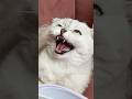 Sonya Cats Cat