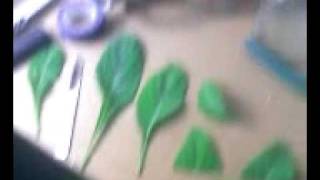 preview picture of video 'Salvia Divinorum Indoor Grow'