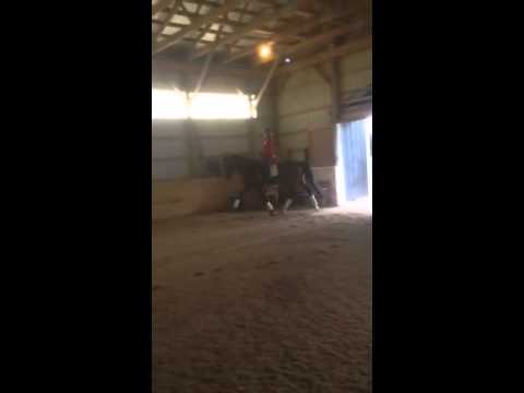 Qaro GS (Quaterback/Florestan) 2009