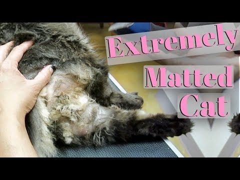 Severely Matted Cat