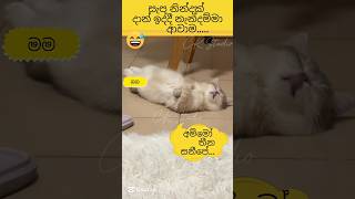 Download lagu සැප නින්දක් දාන් ඉද්දී නැන්දම්මා ආවාම😅 #best# #funny #cats #viralvideo #cute #srk #ck #studio 😎 mp3