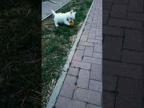 West Highland White Terrier puppy for sale