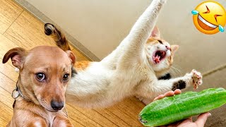FUNNY PETS! 🤪 😂 | Cute Cat and Dog Videos