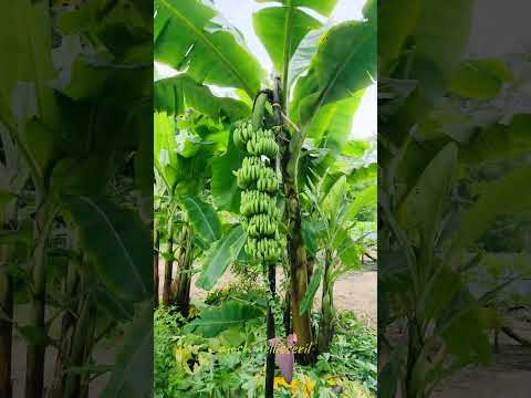 Xandari Pearl Beach Resort  Mararikulam 💕#alappuzha #resort #beachvibes #vibes #travel #beachresort