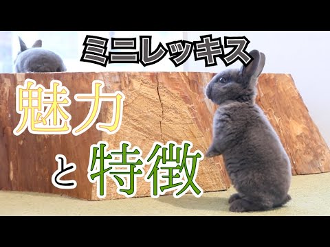 ミニロップラビット