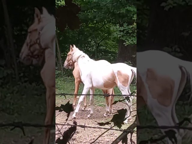 Poulain Pie Palomino de 2024