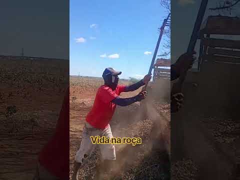 fazenda Diniz besouro de são Gabriel ba