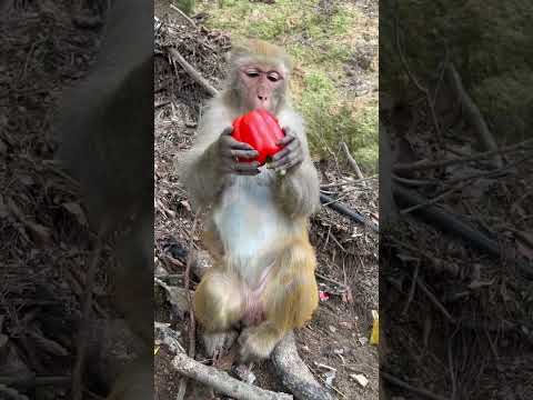 Monkey almost went crazy after eating deviled chili pepper Monkey